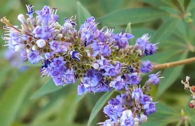 Vitex agnus-castus: свойства и преимущества