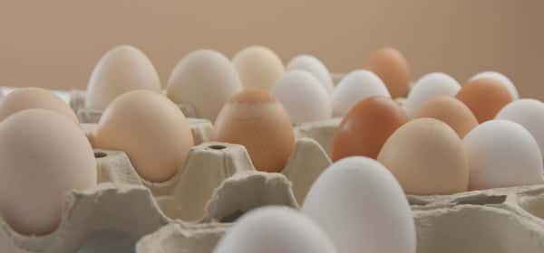 Kahverengi ve beyaz yumurta
