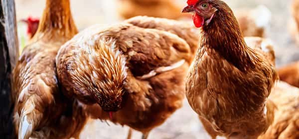 Kan veganere spise kylling?