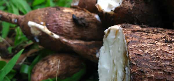 Cassava: Nutrients, benefits, downsides, uses, and more