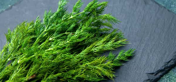 Dill: Nutrition, benefits, side effects, and more