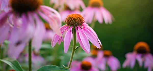 Echinacea