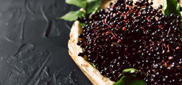 Elderberry: Benefits and bangers