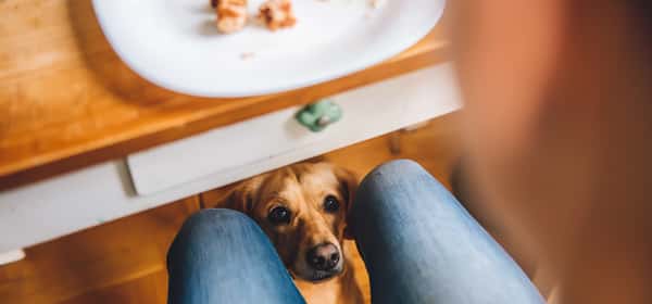 7 human foods that can be fatal to dogs