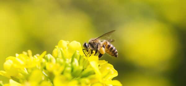 I benefici del polline d'api per la salute