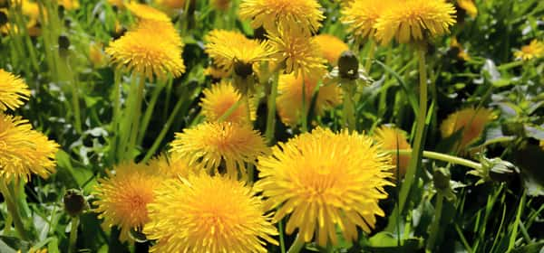 Health benefits of dandelion