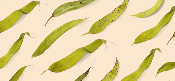 Health benefits of eucalyptus leaves