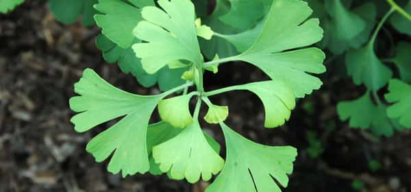 Health benefits of ginkgo biloba