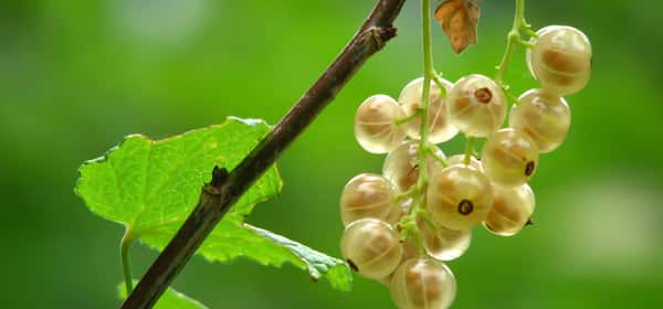 Benefici per la salute dell'uva spina