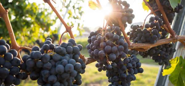 Helsemessige fordeler av druer