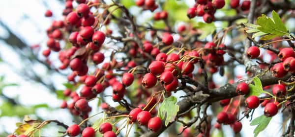 Health benefits of hawthorn berry