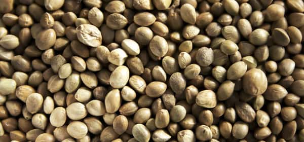 Benefícios para a saúde das sementes de cânhamo