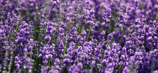 Gesundheitliche Vorteile von Lavendeltee