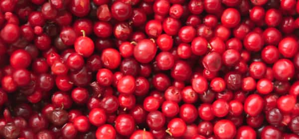 Manfaat kesehatan dari lingonberry