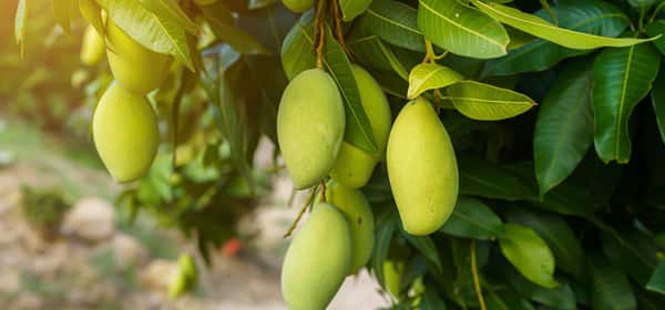 Helsefordeler med mangoblader