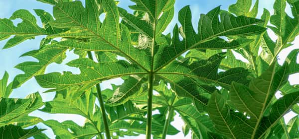 Health benefits of papaya leaf