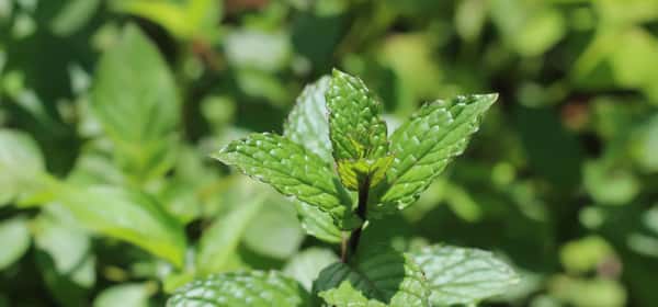 12 science-backed health benefits of peppermint tea