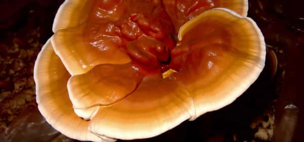 Benefícios para a saúde do cogumelo reishi
