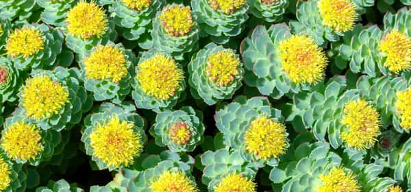 7 science-backed health benefits of Rhodiola rosea