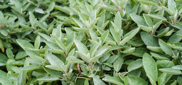 カモミールオイルの使い方