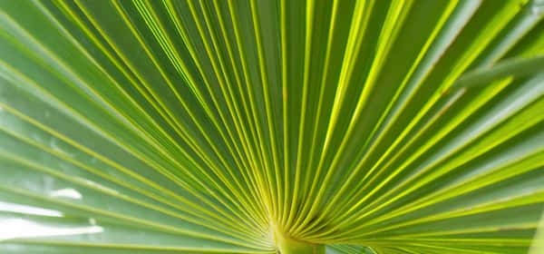 Les bienfaits du palmier nain pour la santé