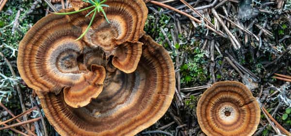 Manfaat kesehatan dari jamur ekor kalkun