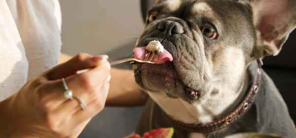 A list of human foods dogs can and can't eat