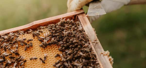 Mật ong có thuần chay không?