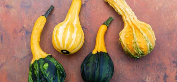 Is squash a fruit or vegetable?