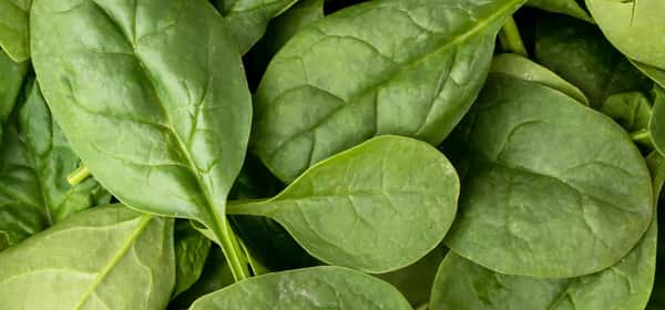 13 nejzdravějších druhů zelené listové zeleniny