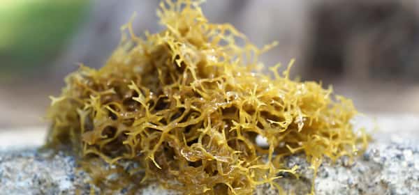 Sea moss: Benefits, nutrition, and how to prepare it