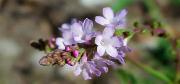 Vervain (verbena): Benefits, uses, and side effects