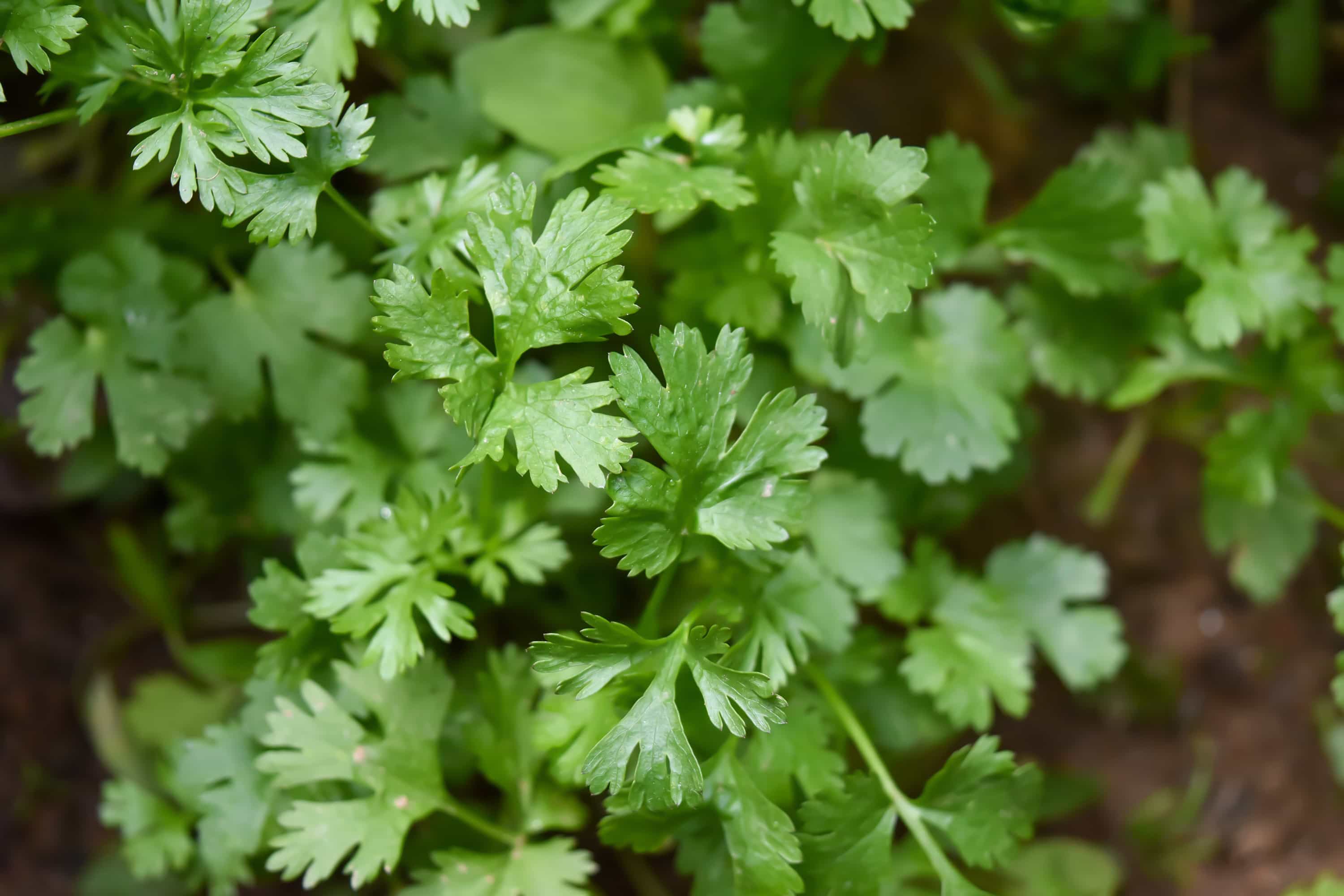 8 Sorprendentes Beneficios Para La Salud Del Cilantro