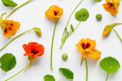 Nasturtium λουλούδια και φύλλα μοτίβο