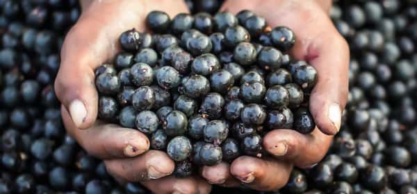Health benefits of acai berries