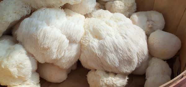 Health benefits of lion's mane mushroom