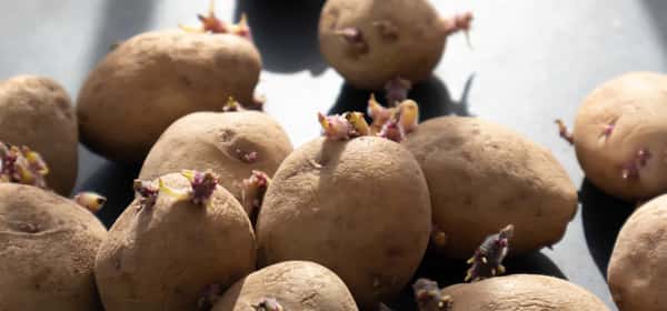 Are sprouted potatoes safe to eat?